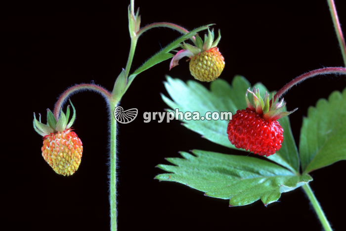 Fraisier des bois (Fragaria vesca) - Fruits - gryphea.org